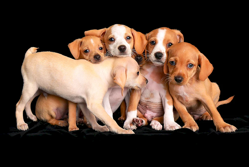 verschiedene Hunde