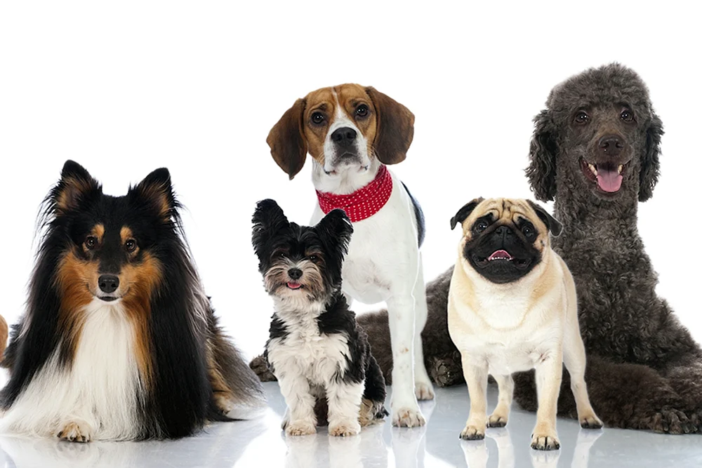 verschiedene Hunde
