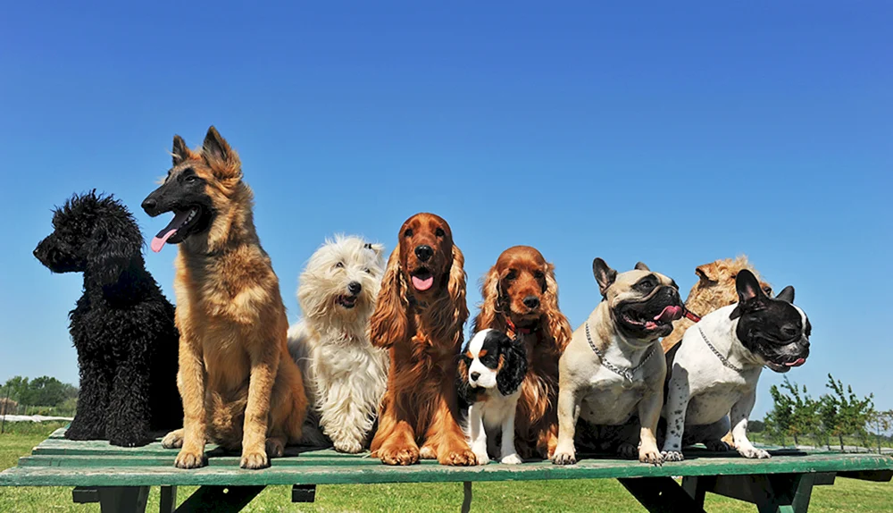 verschiedene Hunde