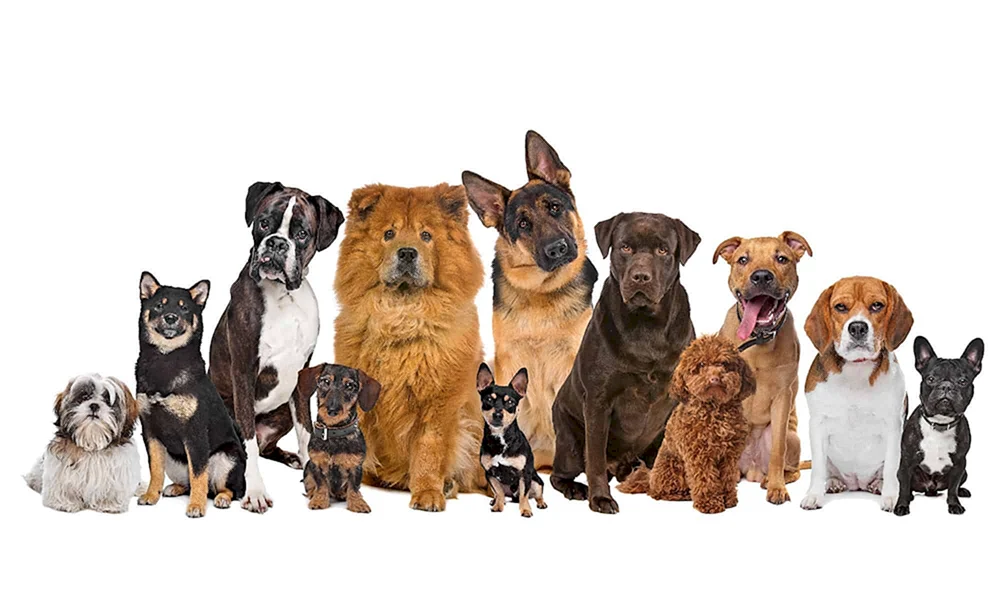 verschiedene Hunde