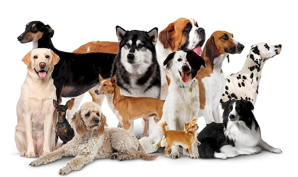 verschiedene Hunde