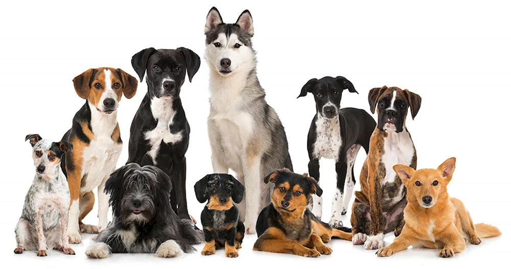 verschiedene Hunde