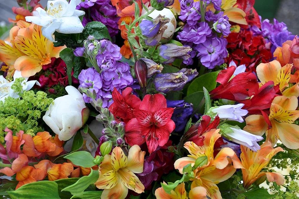 verschiedene Blumen
