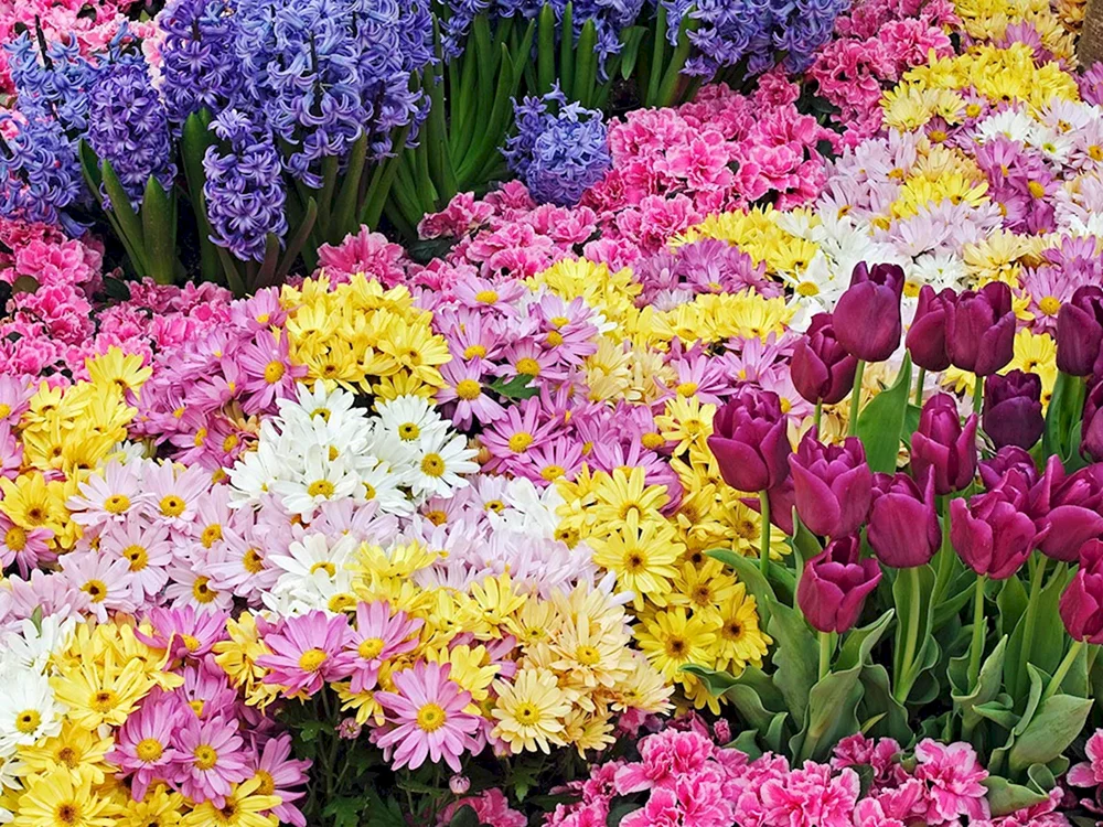 Freesia Narzissen