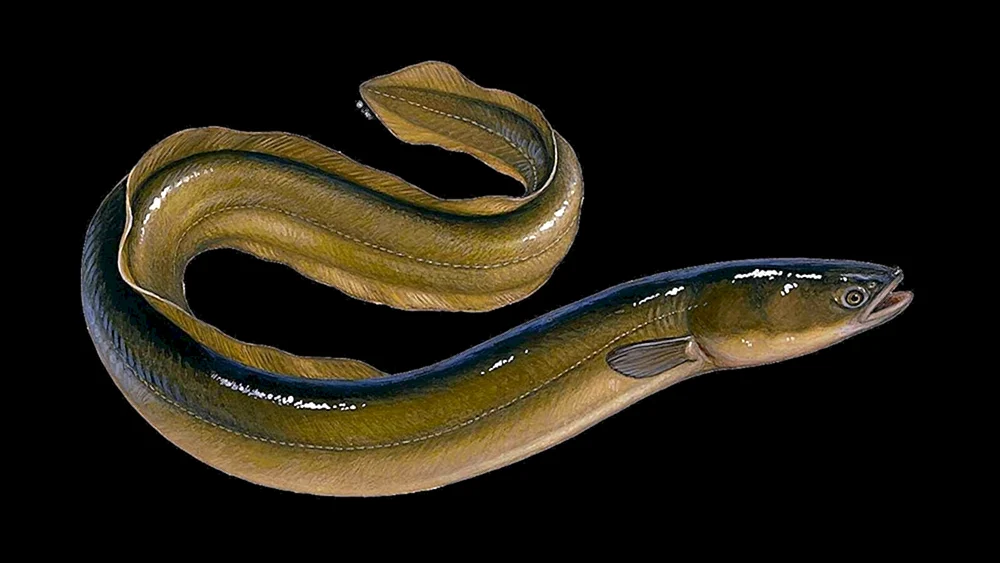 Meeresviper