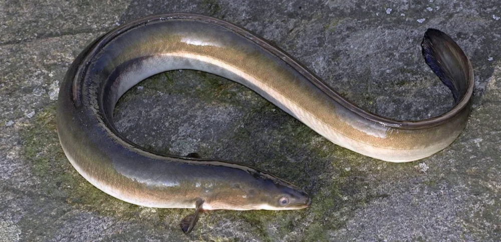 Acanthophthalmus kulya
