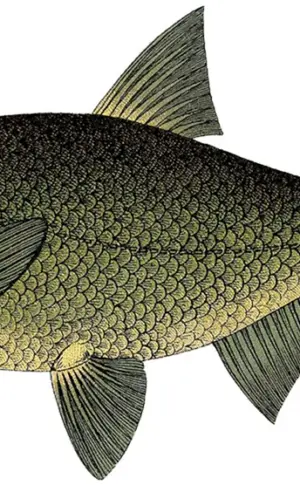 Flussfische