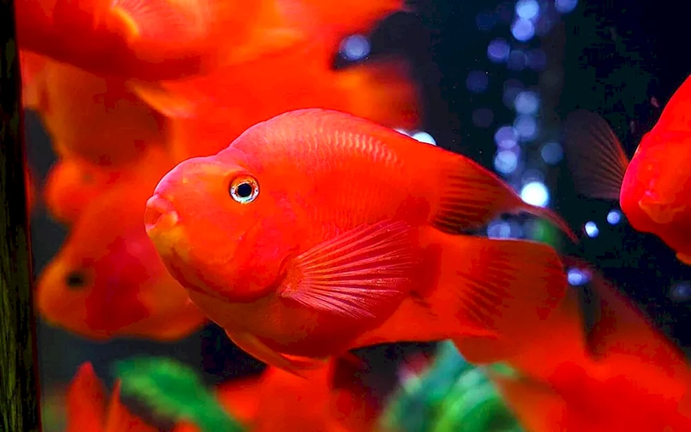 Roter Papageienbuntbarsch