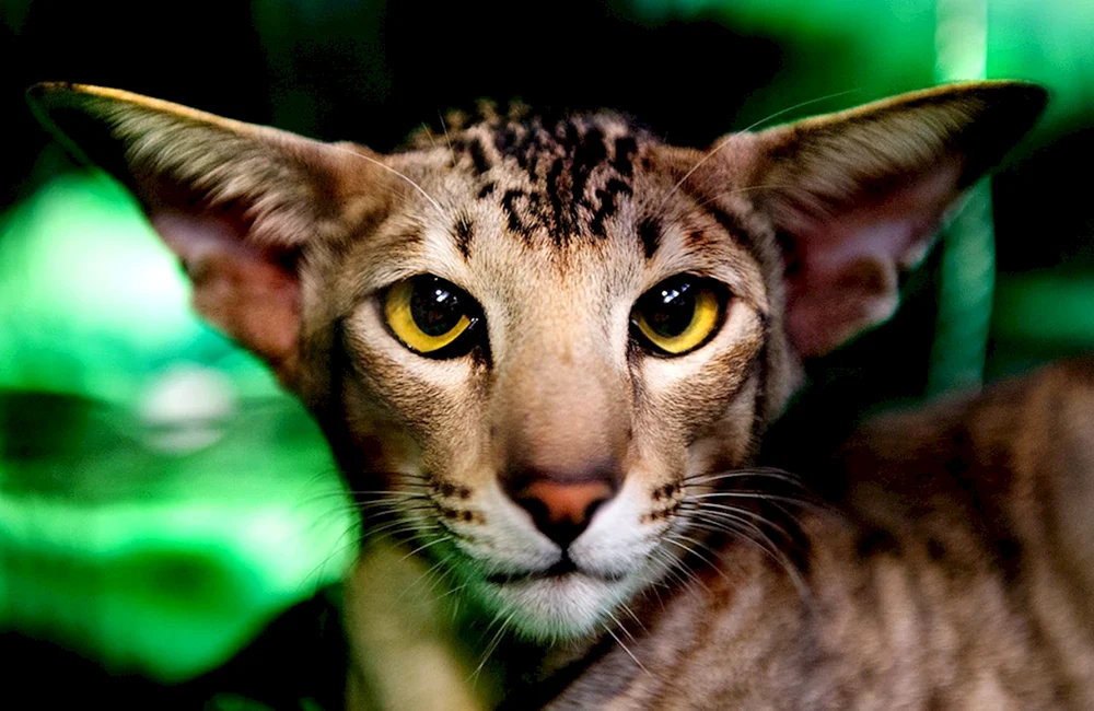 Bengalkatze