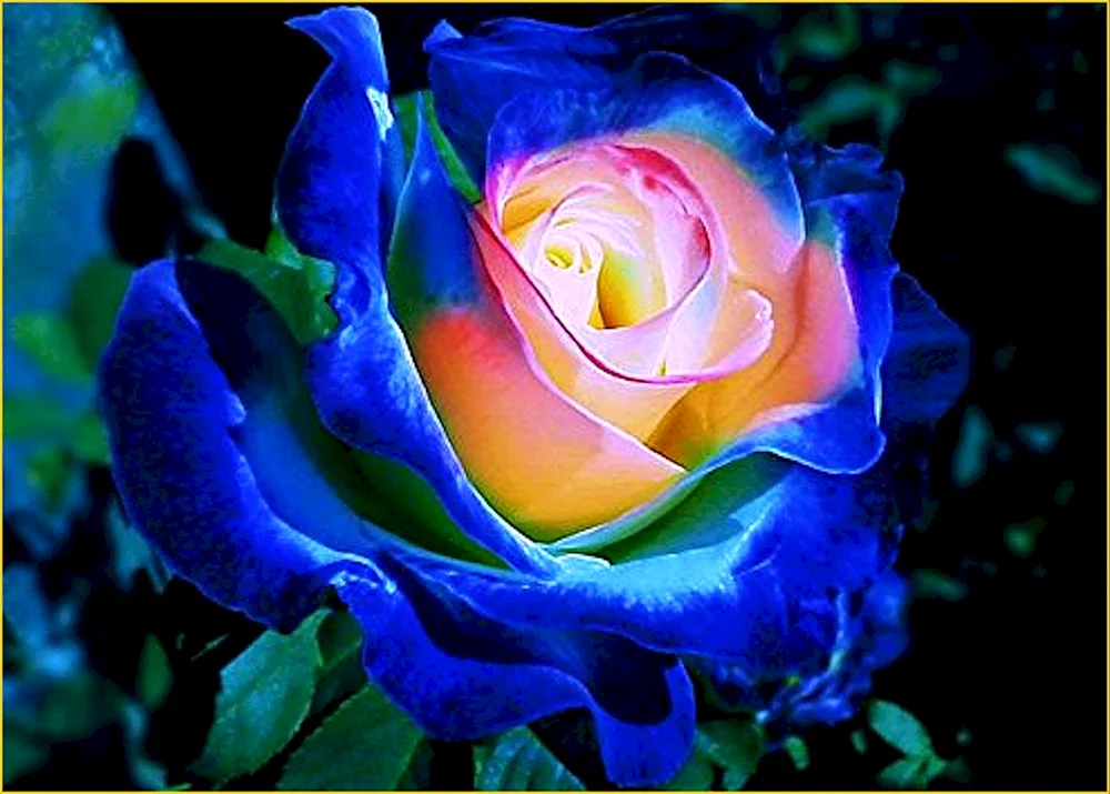 Seltene Rosen