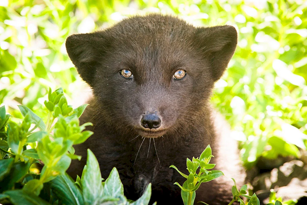 Das seltenste Raubtier der Welt Florida Puma