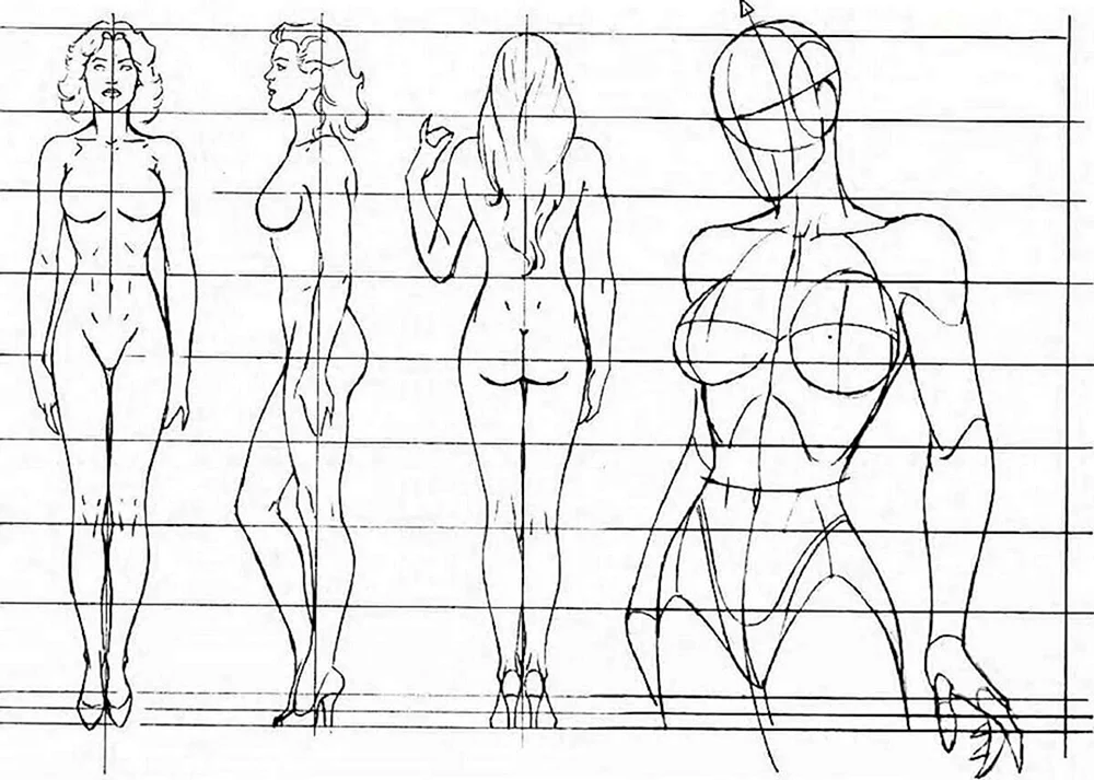 Referenz Anatomie Proportionen