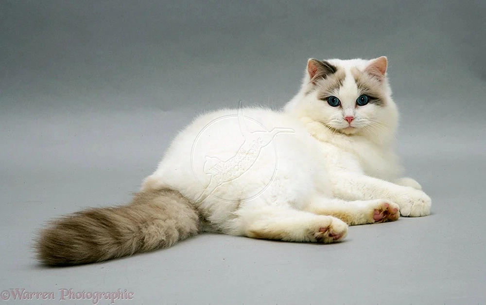 Ragdoll