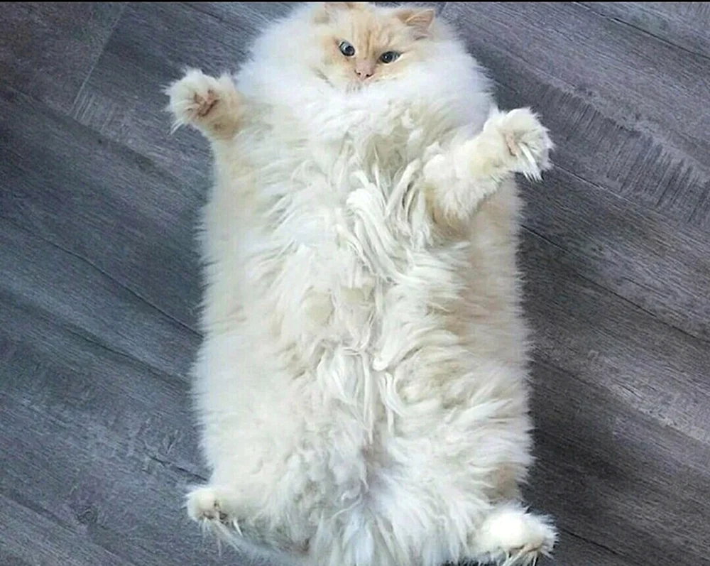 Siamkatze