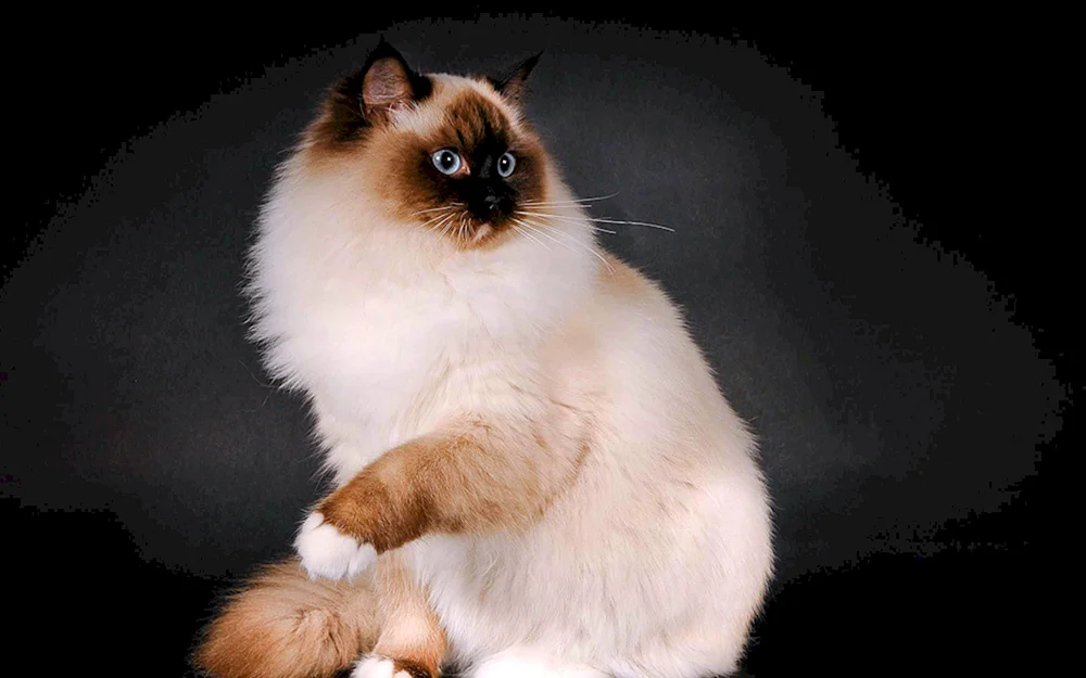Nevskaya Ragdoll