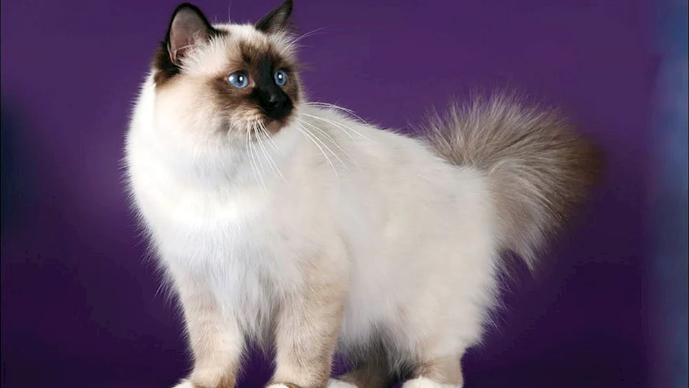 Ragdoll Burmese Neva Katze
