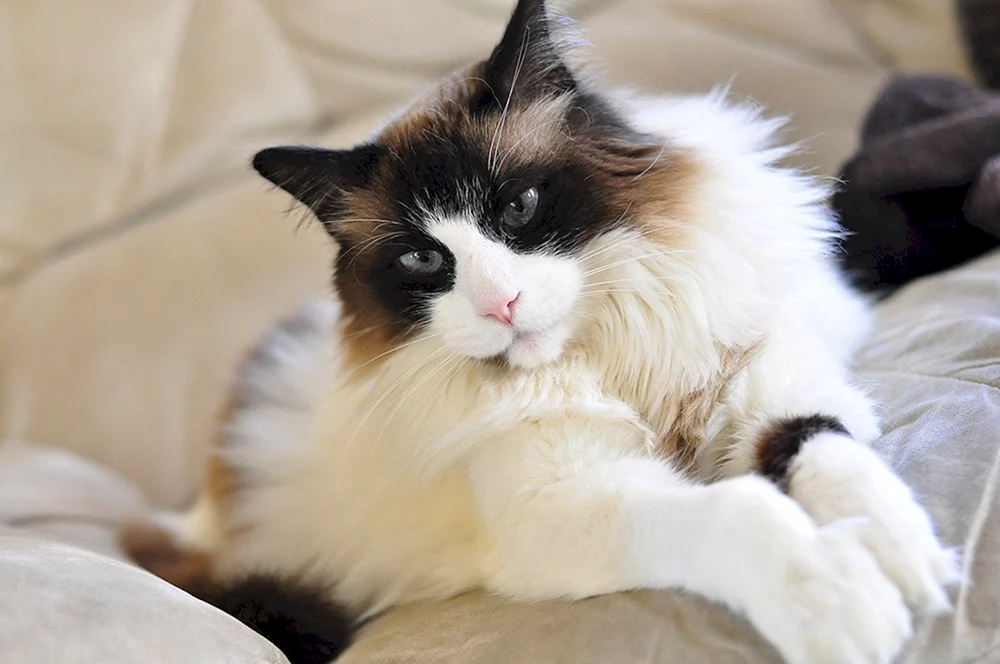 Ragdoll-Katzenrasse