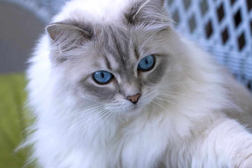 Ochos azules