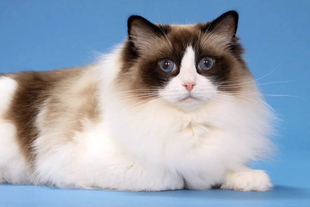 Ragdoll-Katze