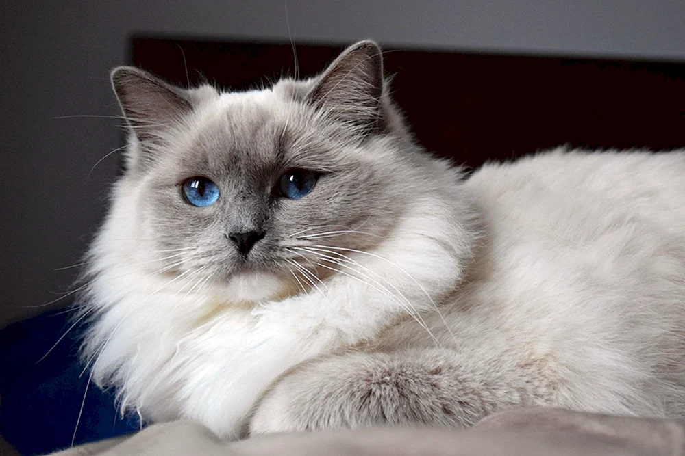 Ragdoll-Katze
