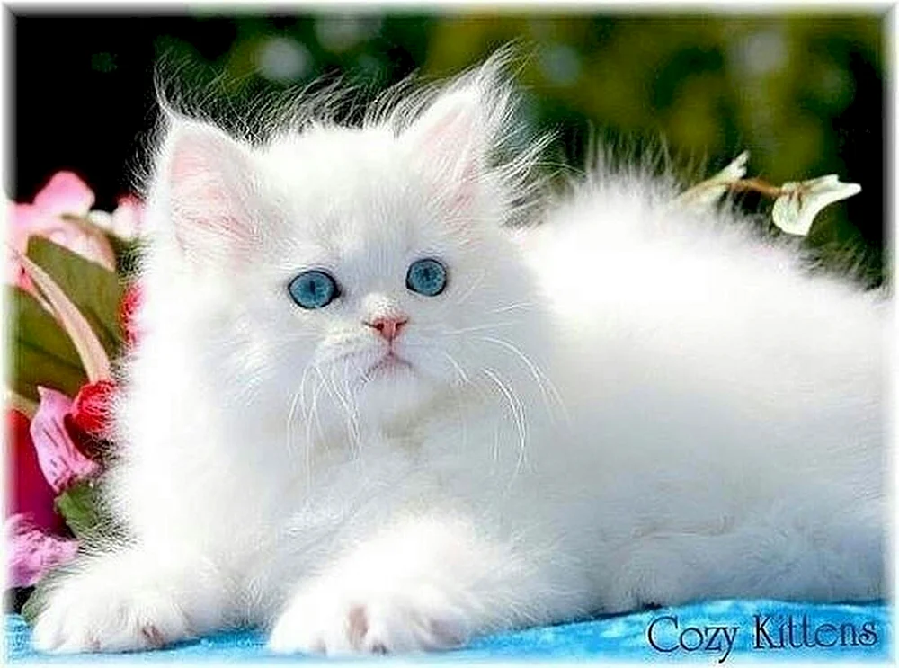 Ragdoll Munchkin