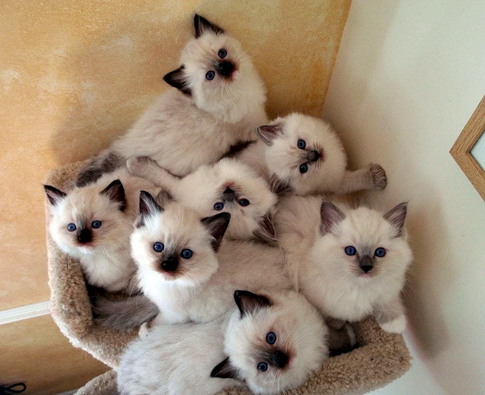 Ragdoll-Kätzchen