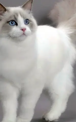 Ragdoll purple bicolour