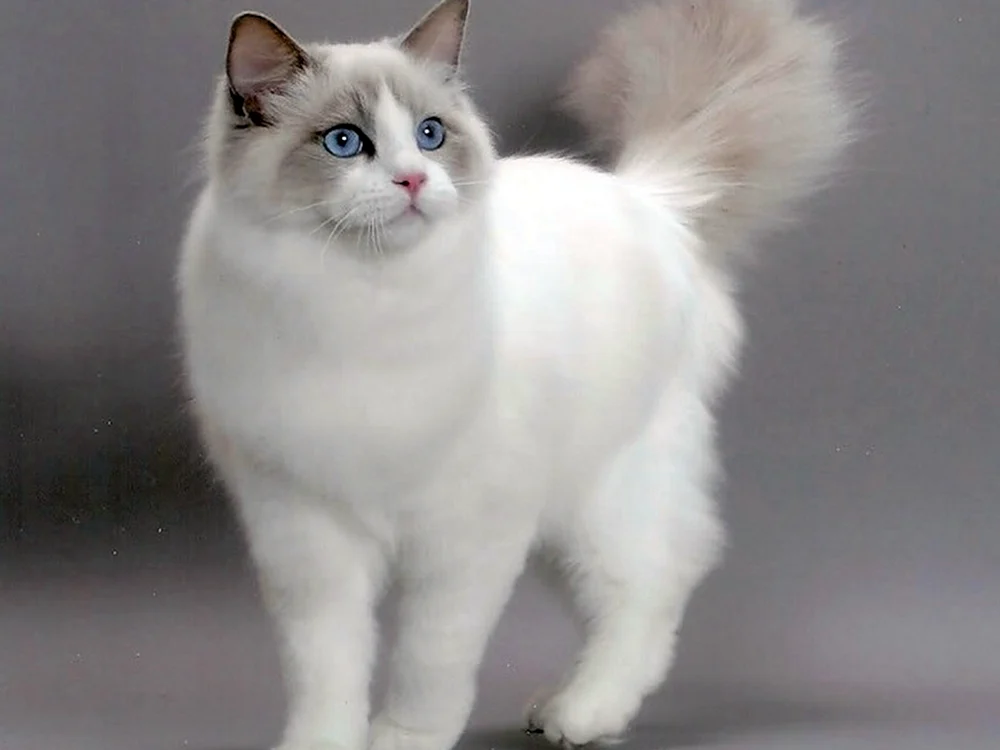 Ragdoll purple bicolour