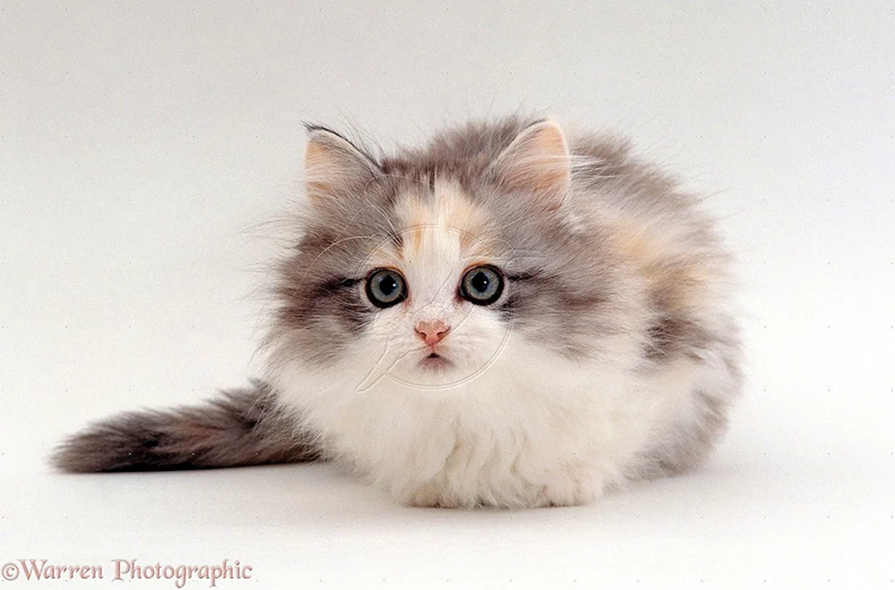 Sibirische Katze grau