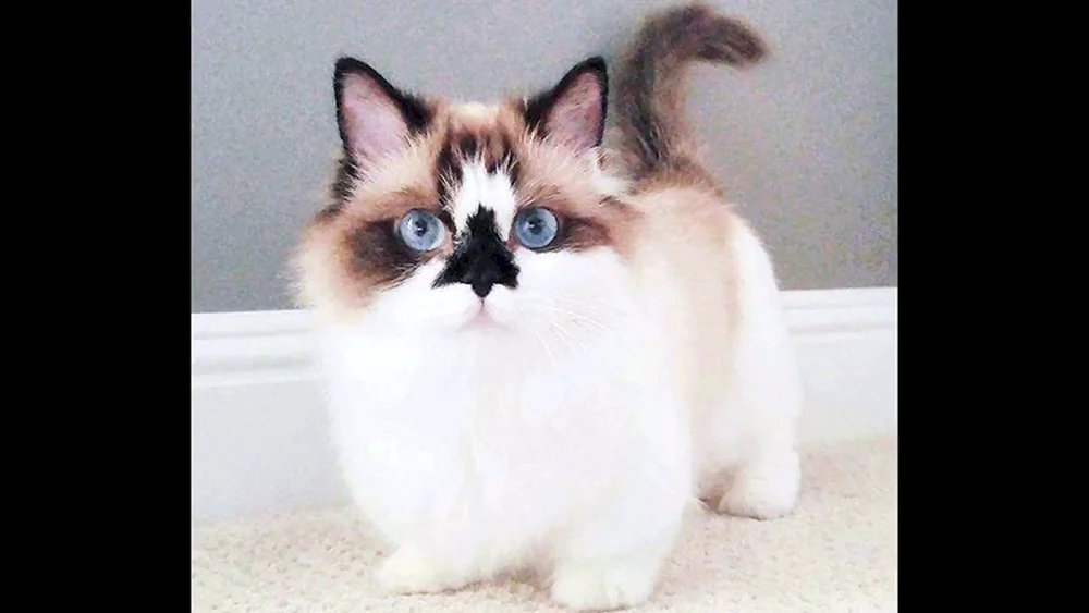 Munchkin Kinkaloo