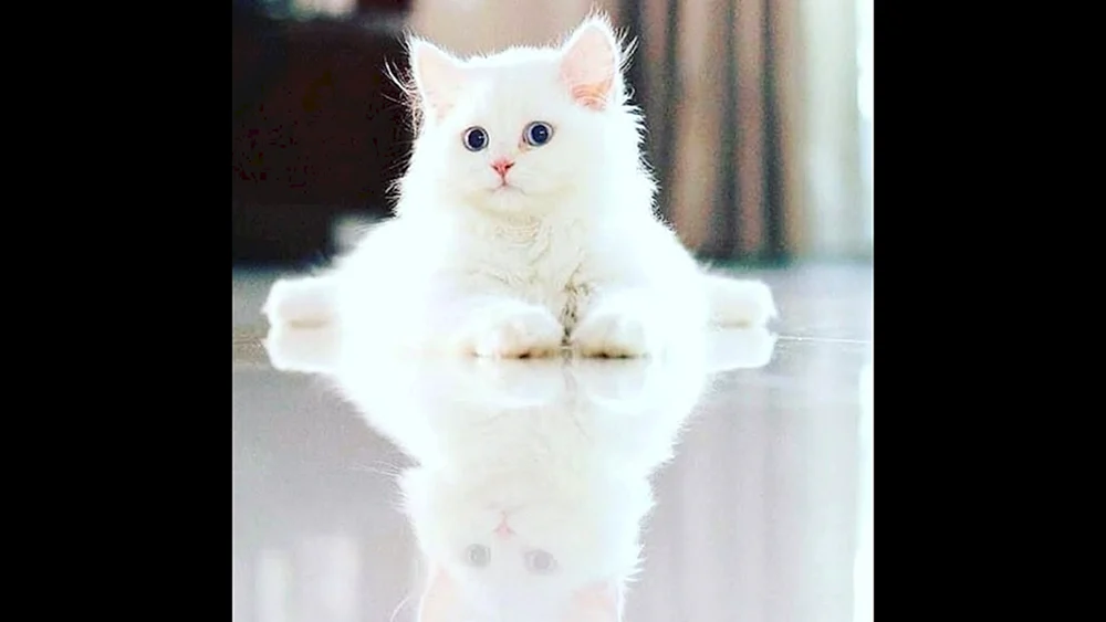 Ragdoll Munchkin
