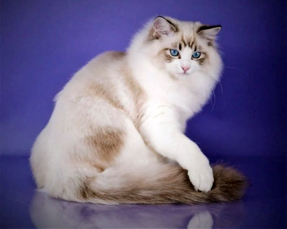 Ragdoll-Katzenrasse