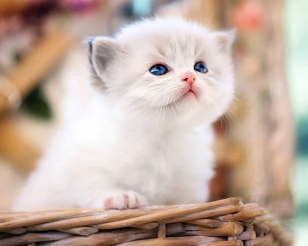 Ragdoll Schopfohr