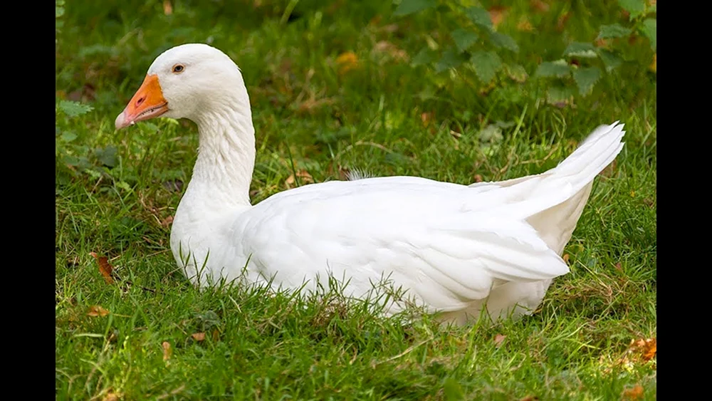 Gans Gänsegeflügel