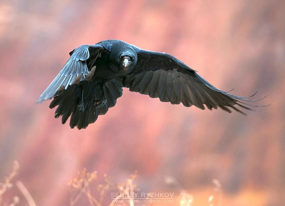 Rabenvogel