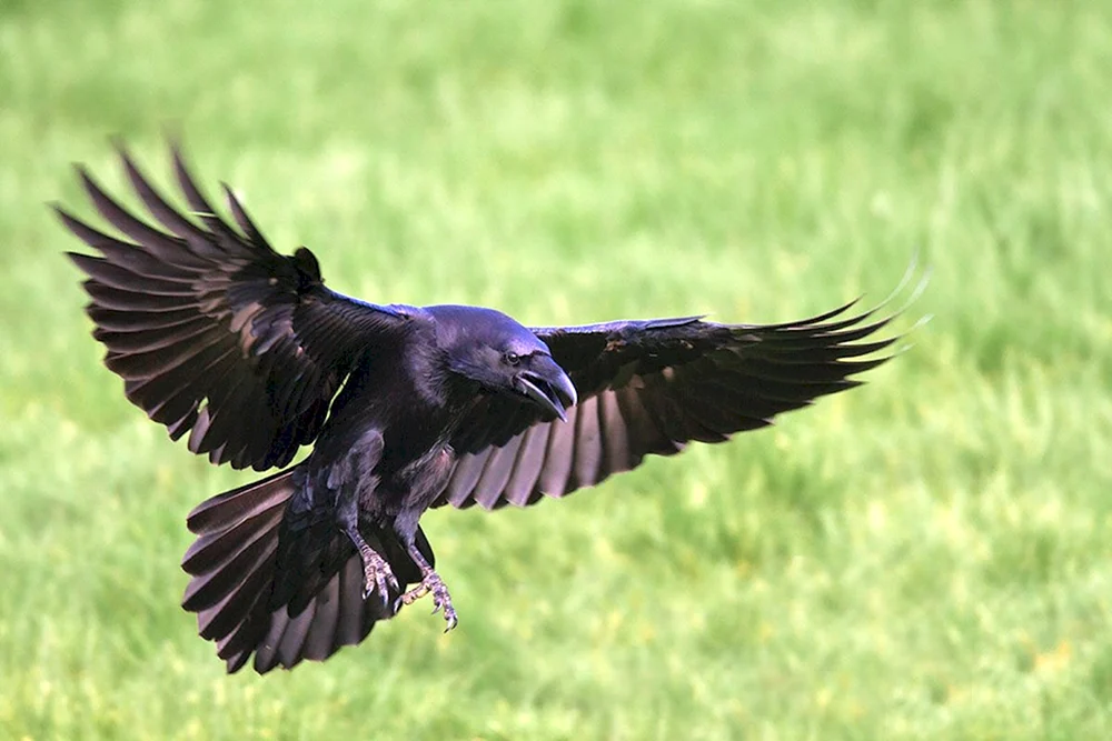 Rabenvogel