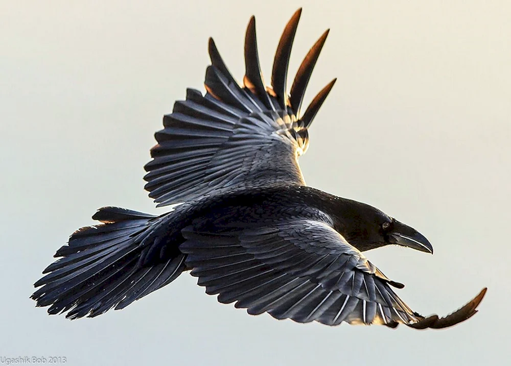 Rabenvogel