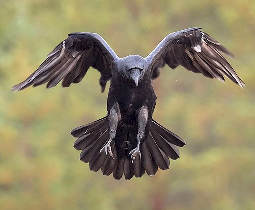 Der Rabenvogel
