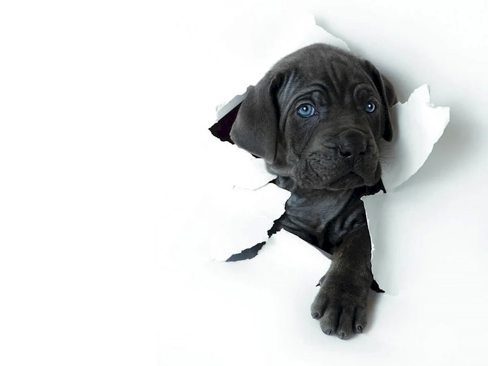Hundehintergrund Tiere