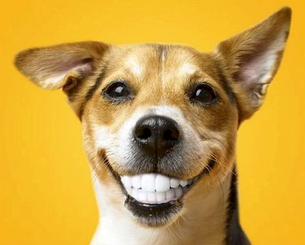 Pedigree Denta Stix