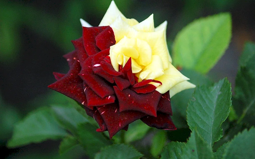 Schwarzer Baccara