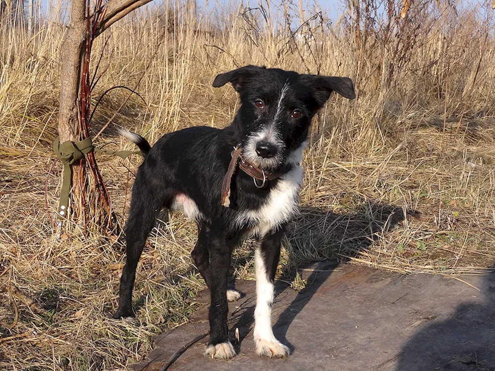 Zwergpinscher-Mischlinge