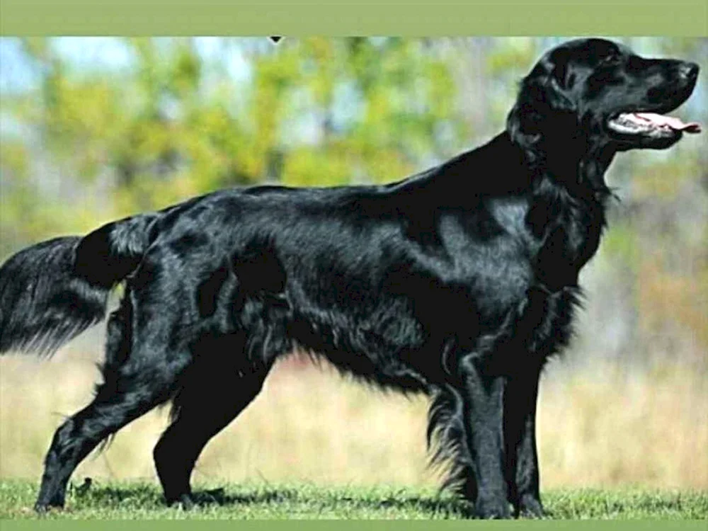Schwarzer Labrador Retriever langhaarig