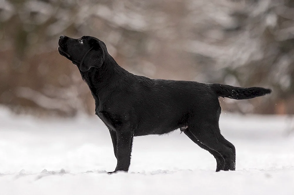 Glatthaar-Retriever