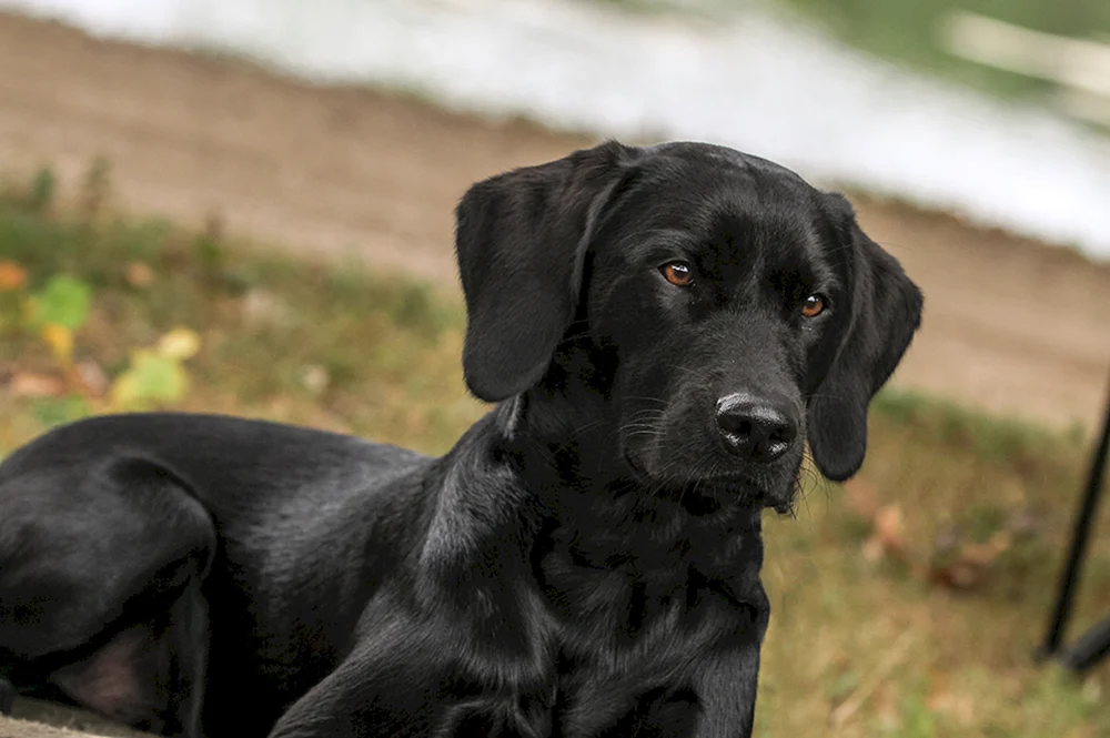 Labrador Retriever und Labrador Retriever