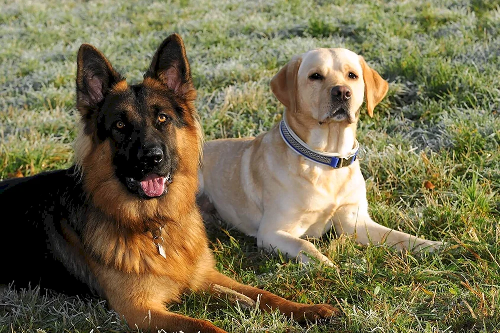 Labrador Retriever und Schäferhund-Mix