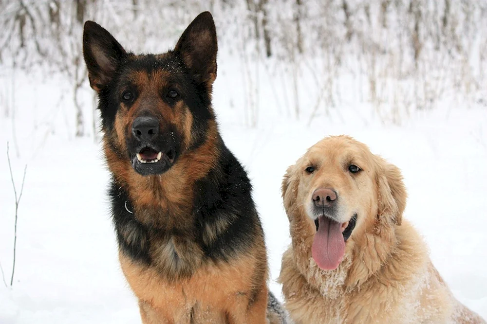 Golden Retriever und Deutscher Schäferhund