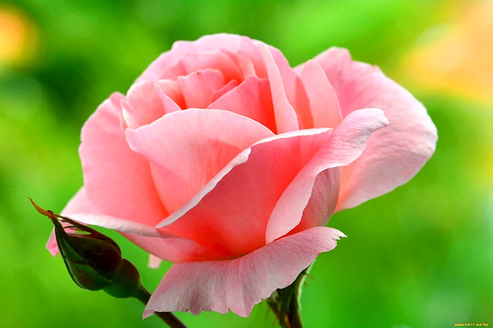 Rosa Pomarosa