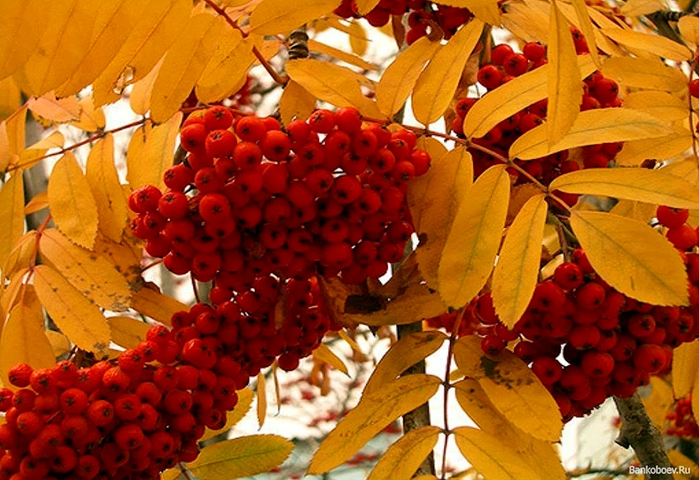 Herbstbirkenrinde