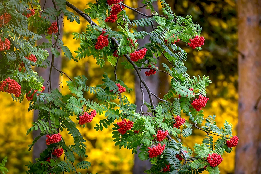 Rote Birkenrinde